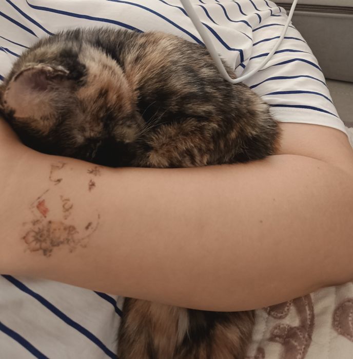 Котята бесплатно