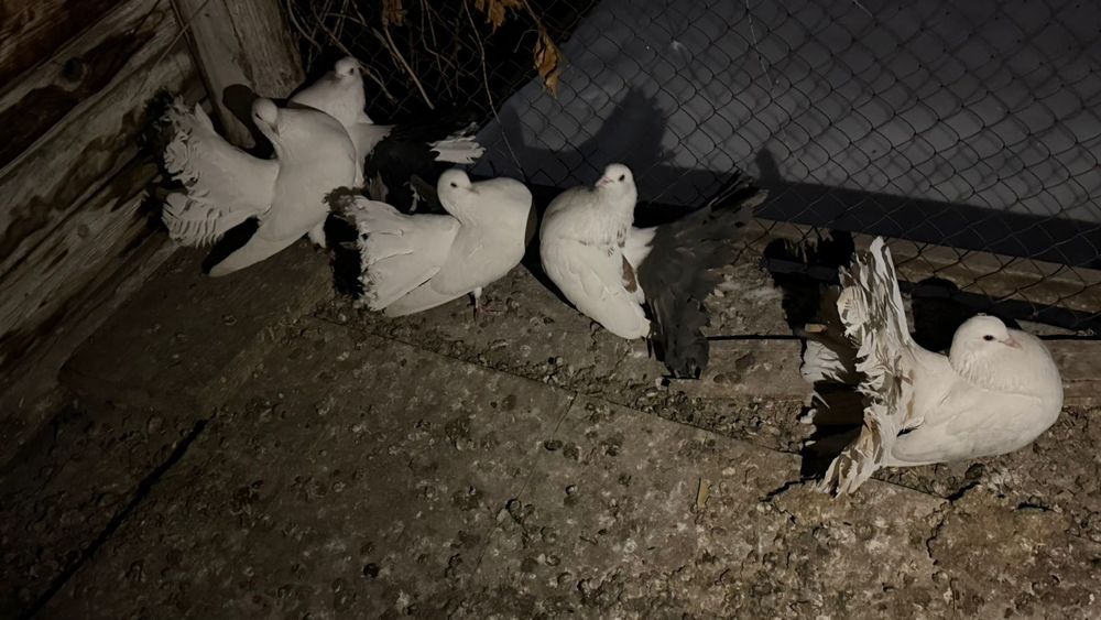 Продам павлинов .