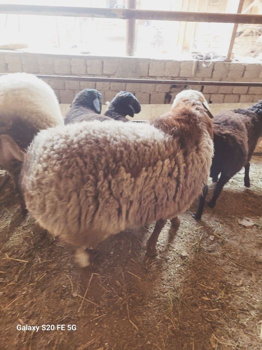 Katta qòchqorlar sotiladi