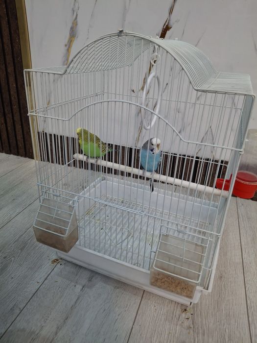 Волнистые попугаи