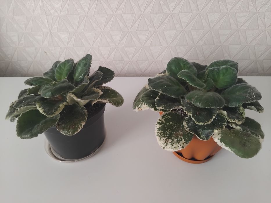 Продам комнатные цветы