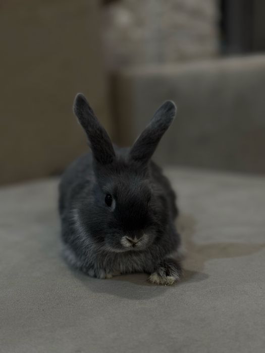 Продам милого друга кролика