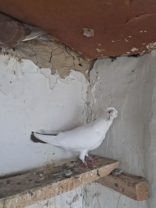 Домашние голуби красный хвост