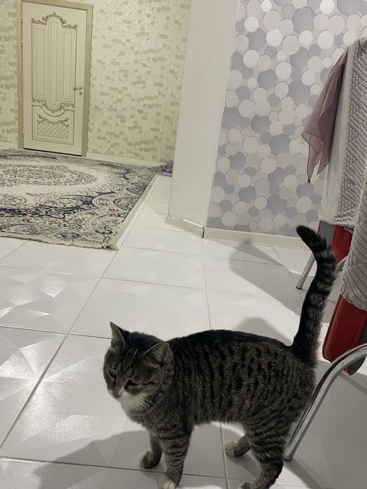 Отдам в хорошие руки