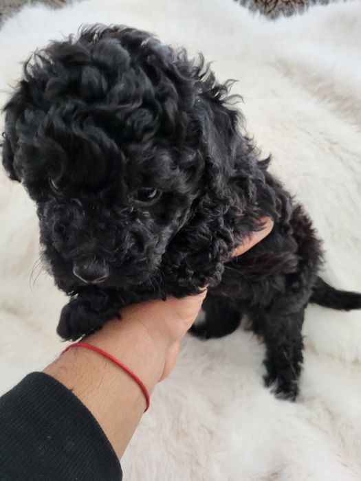 Toy Pudel  женски и мъжки