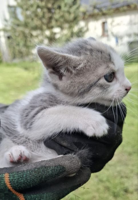 Adopție - Puiuț de Pisică