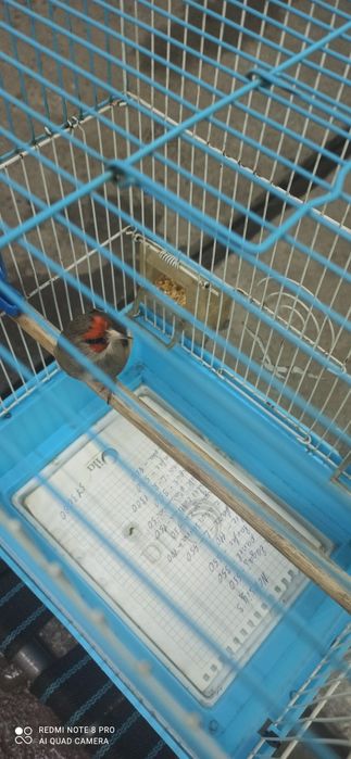 Norchi 11yillik qush