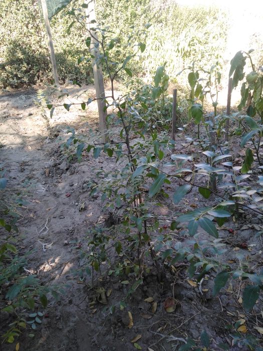 Хинап - китайска фурма - джинджи, фиданки