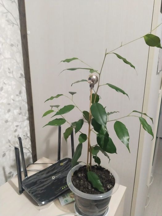 Продам комнатные цветы