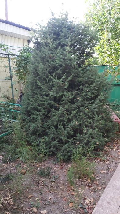 Продам ели. 5 штук
