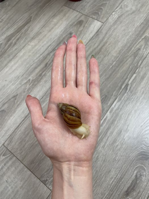 Улитки ахатин