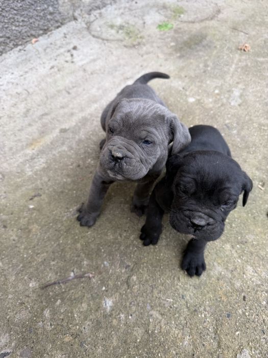 Кане корсо бебета