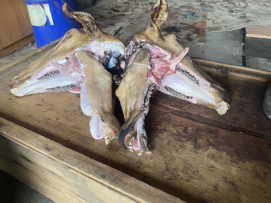 Дайн койдын басы сатылады