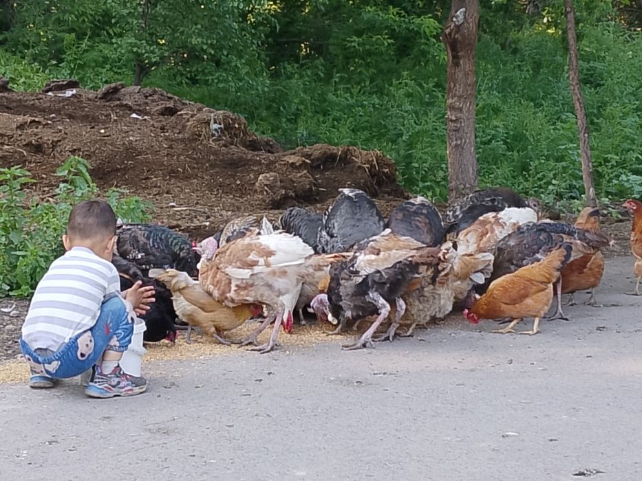 Продам домашних куры