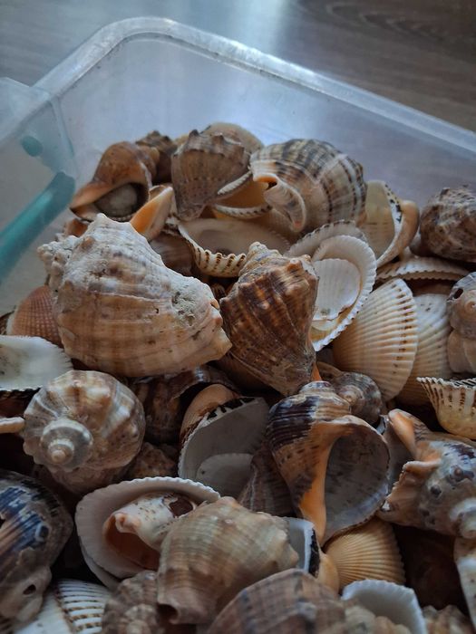 Scoici si melci de mare naturale