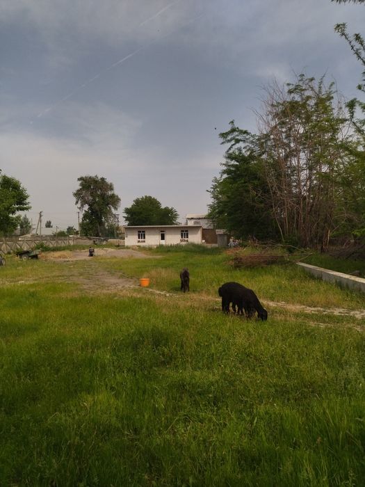 Srochno 4.5 sotx joy sotladi. FasAd 10x30