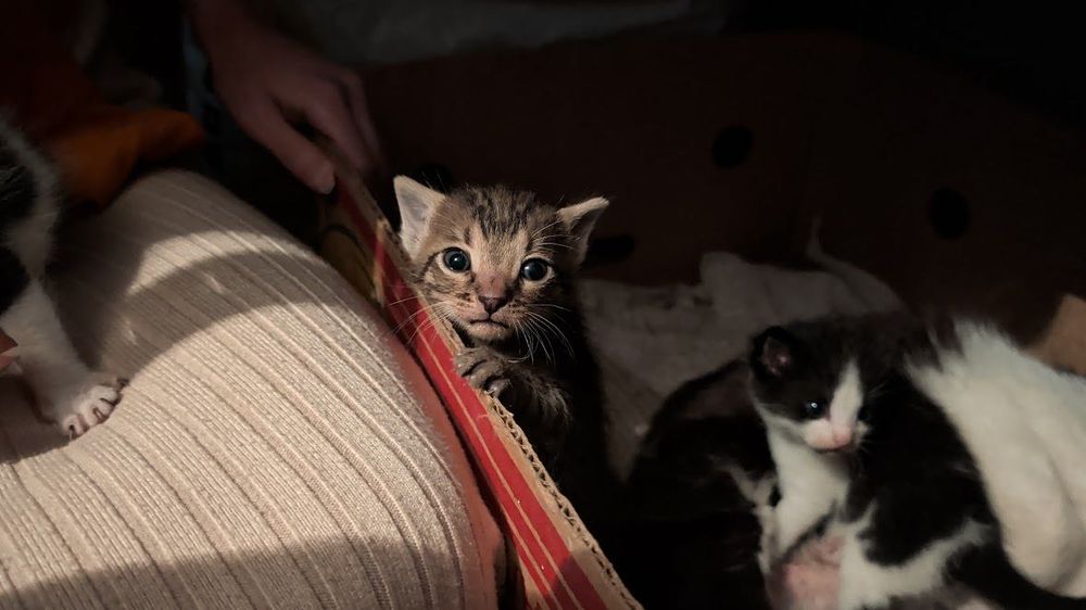 Подарявам котенца
