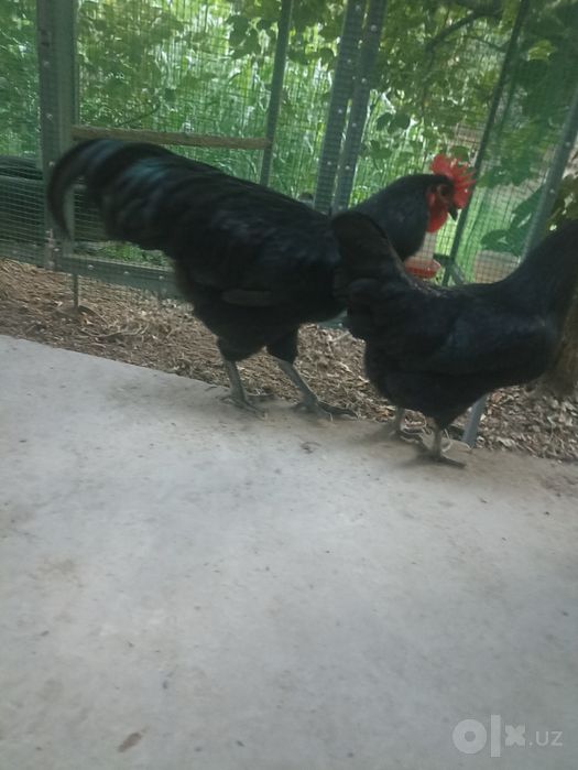 Jersi gigant paroda xoʻroz sotuvda