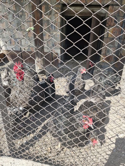 Яйца инкубационные