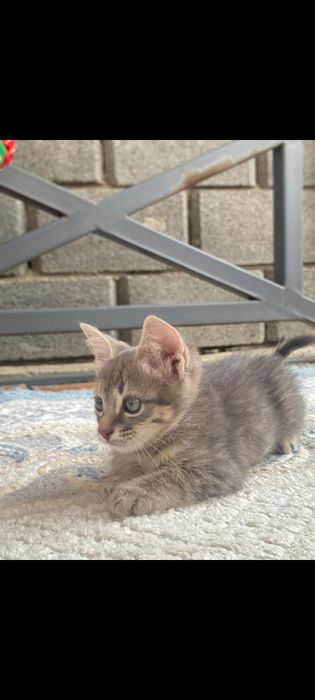 Кошки домашний бесплатно