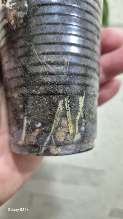 Дримиопсис Кирка