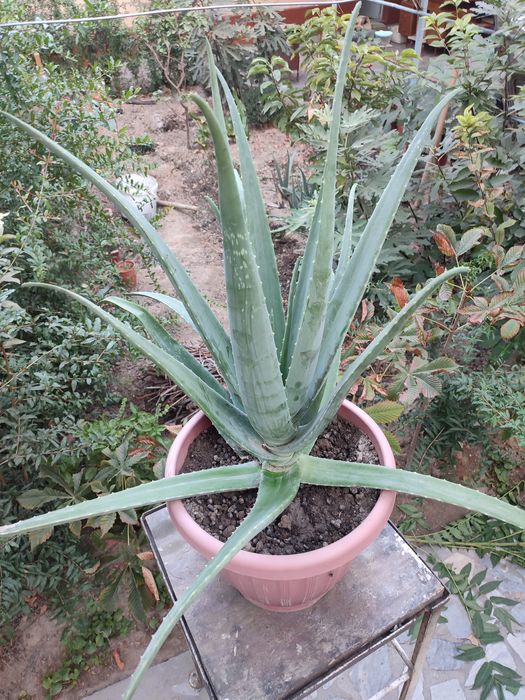 Aloe sotiladi 400ming