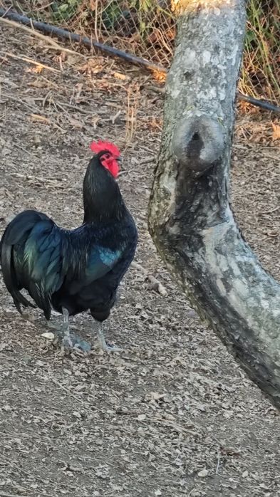 Cocos Australorp