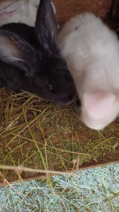 Продам крольчат микс