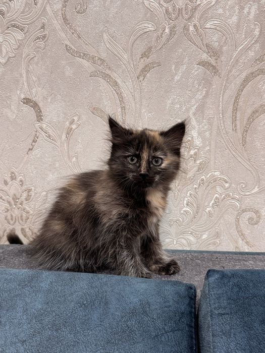 Отдам котят в  добрые  руки!