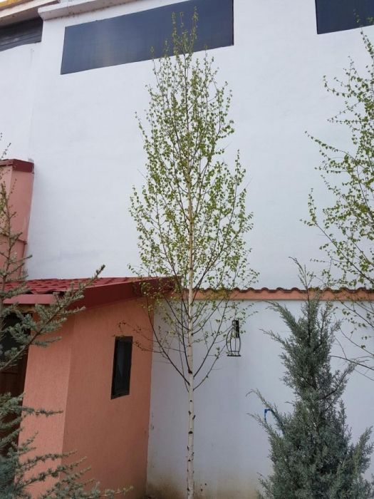 Mesteacan cu coaja alba, mesteacan betula. Livram in toata tara