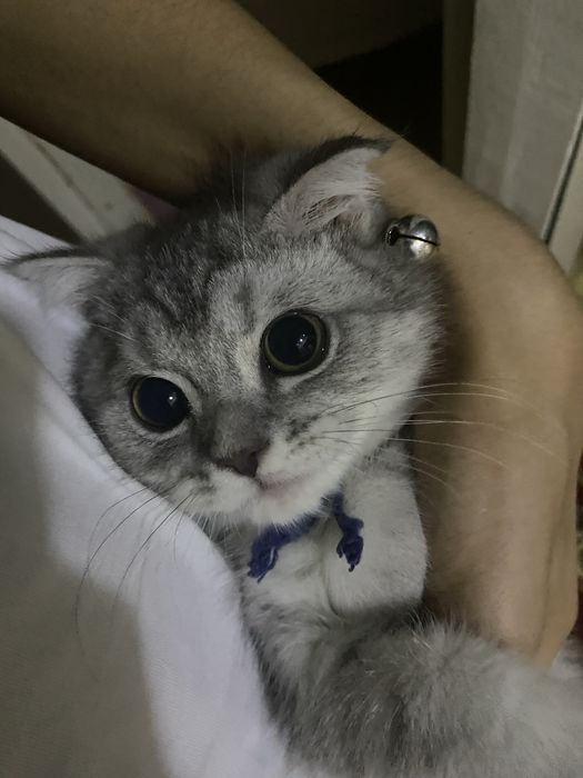 Британсякая короткошерстная серебристая шиншилла