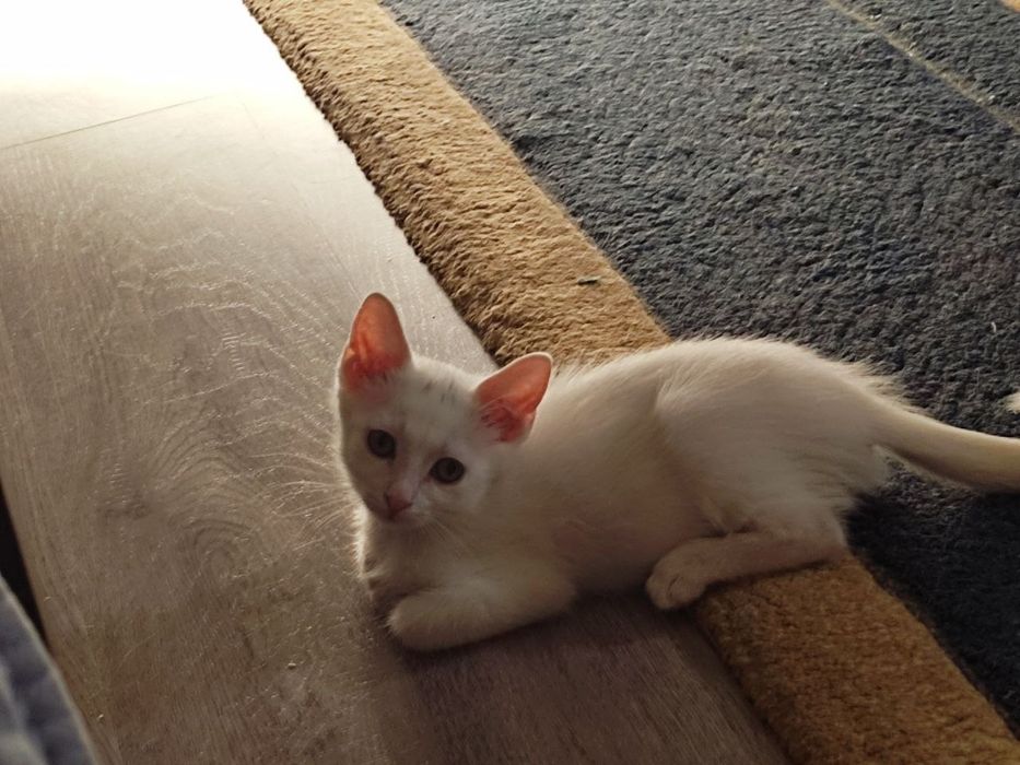 Продаётся котята