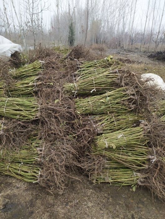 Саженцы кошеттер