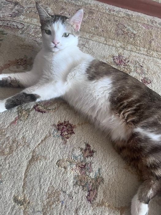 Кошка, домашняя. Отдам в добрые руки.