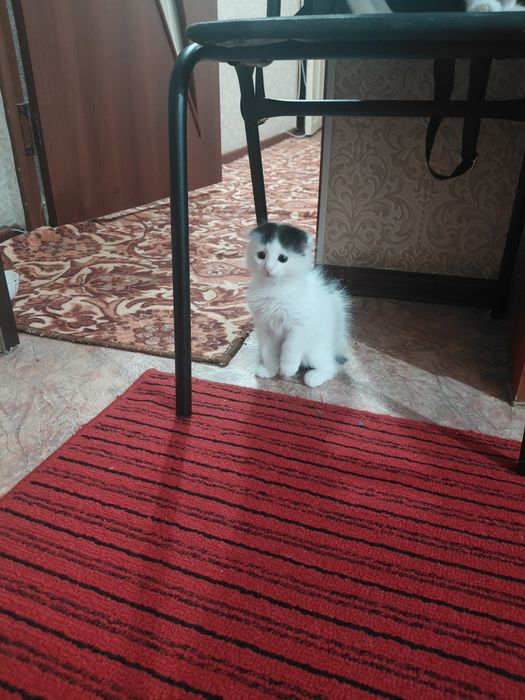 Отдам в добрые руки