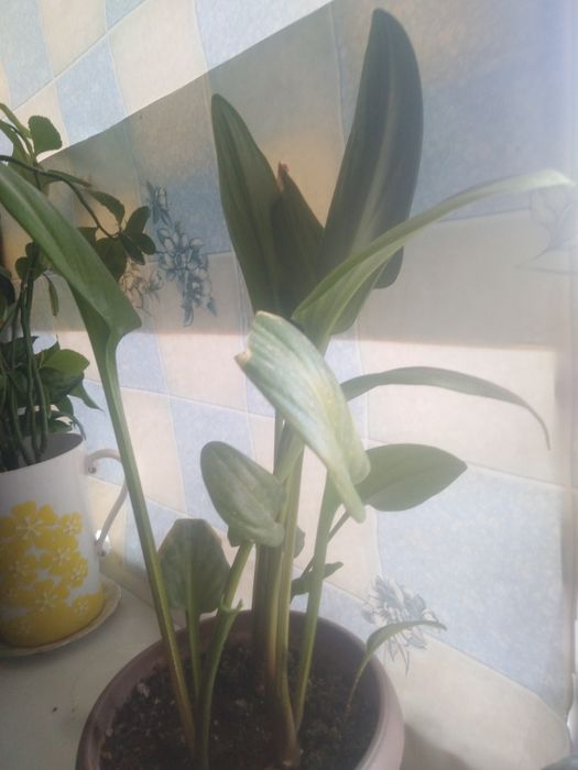 ар турли болме гулдери