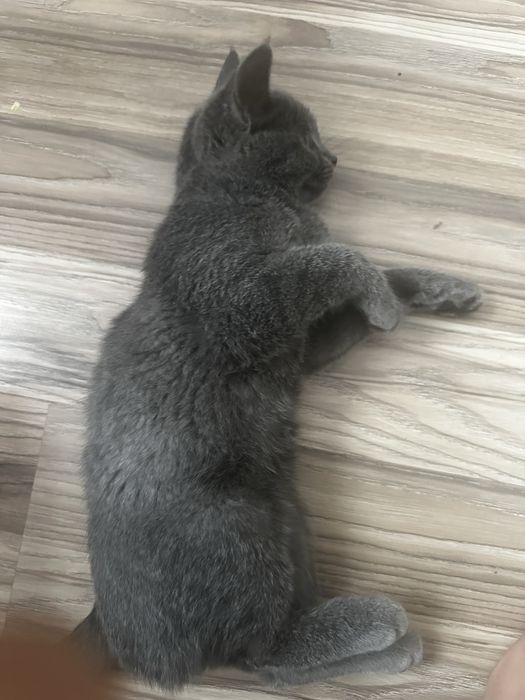 Кошка британски харошый воспитный