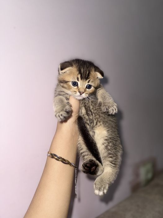 britaniskiy shinshila muwuk ogilbola sotilavodi