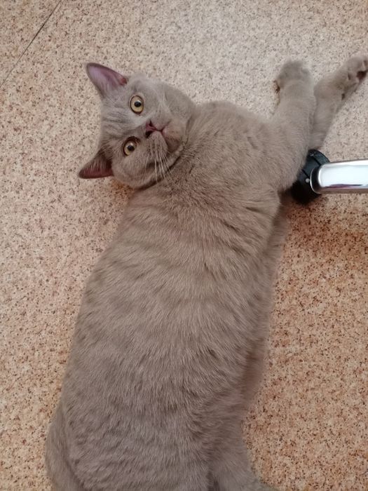 Брутальный шотландец ищет подругу