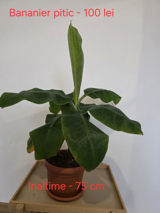 Vand flori de camera