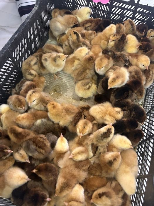 Хан хяп цыплята original (made in KOREA )