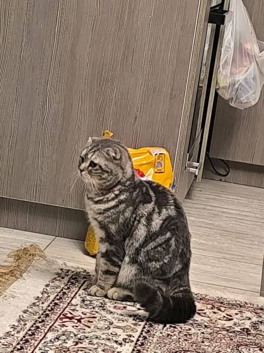 Кот, шотландец вислоухий