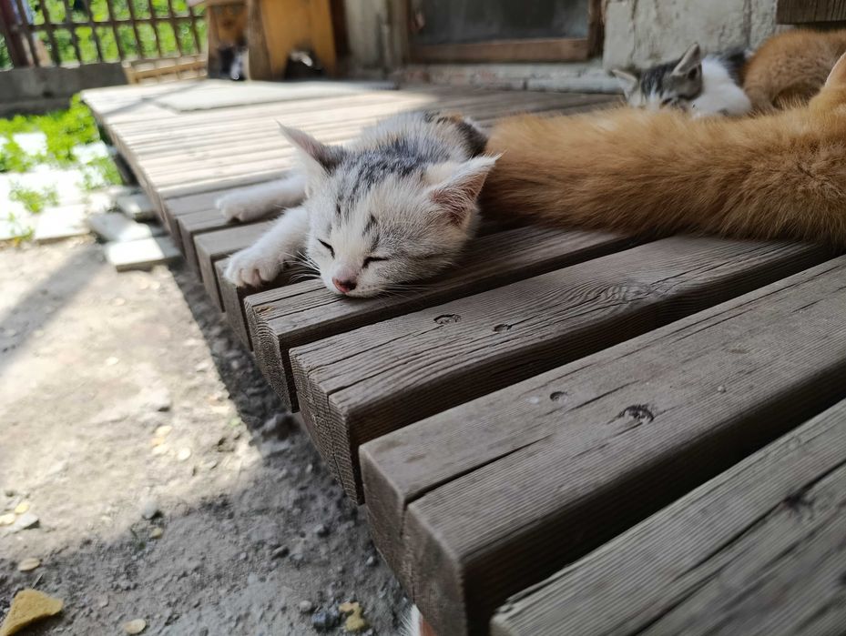 Котята даром 8 штук все мальчики