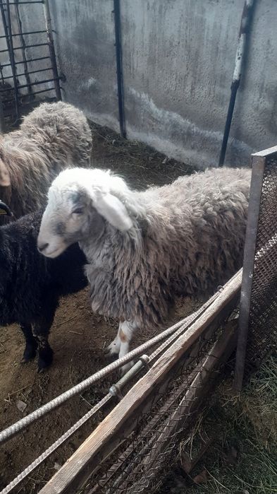 Қой сатылыды семіз тоқты