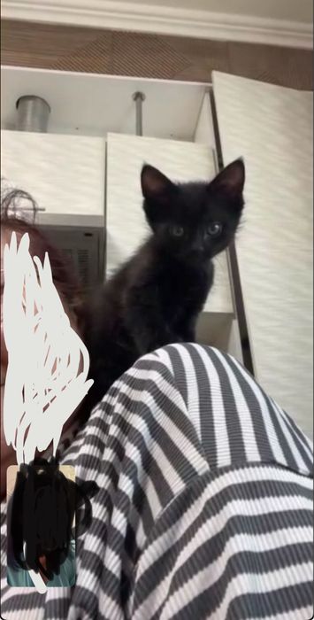 Котёнок пародистый