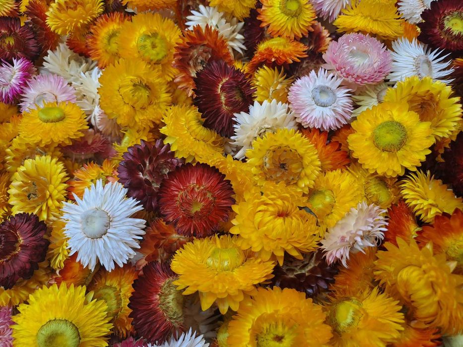 Flori de paie. Imortelle