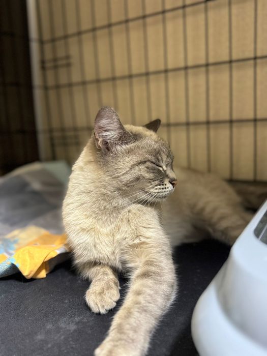 Атсана, пристраивается кошечка!