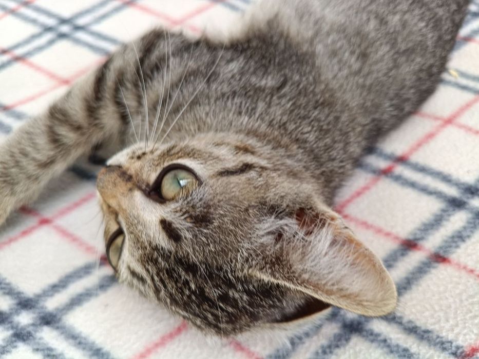Маленький котенок