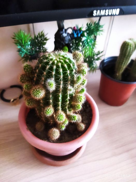 Кактус продам,1000тг