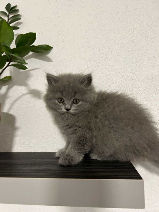 British Shorthair